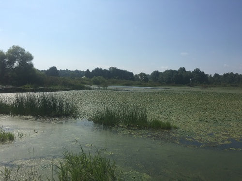 noce d'acqua — Bild 2