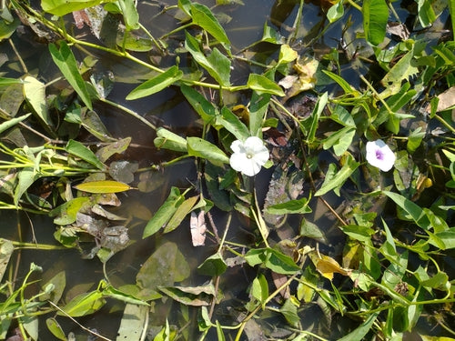 spinaci all'acqua — foto 2 di 8