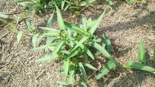 spinaci all'acqua — Bild 3