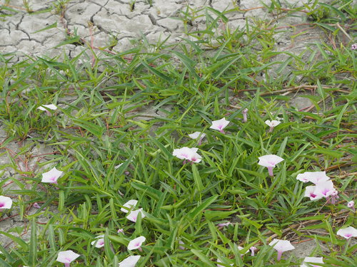 spinaci all'acqua — Bild 1