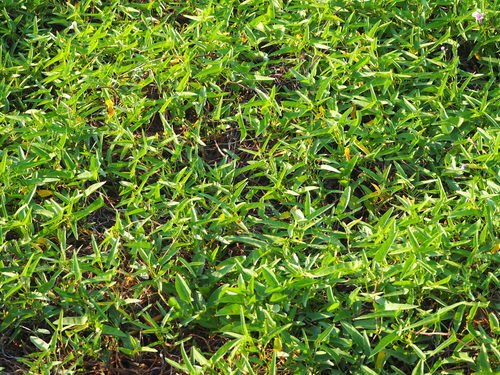 spinaci all'acqua — Bild 4