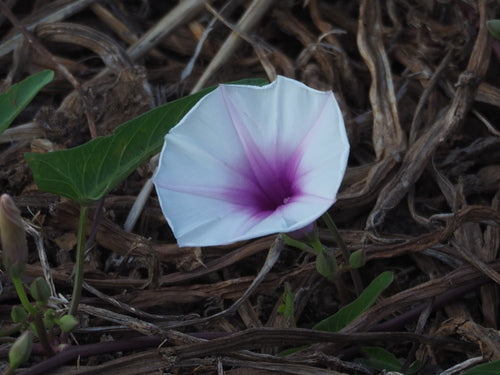spinaci all'acqua — Bild 5