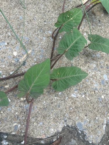 spinaci all'acqua — foto 1 di 8