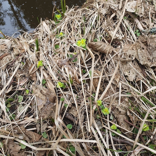 Milza a foglie alterne — Bild 3