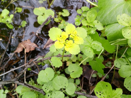 Milza a foglie alterne — Bild 5