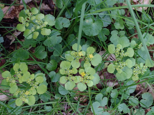 Milza a foglie alterne — foto 5 di 9