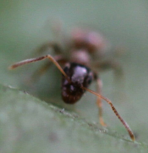 Formica del bosco/sentiero trascurata — Bild 2