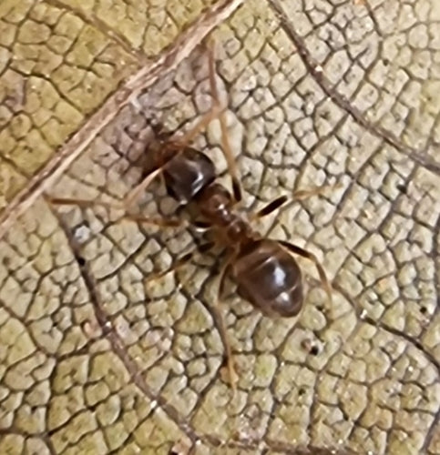 Formica del bosco/sentiero trascurata — Bild 3