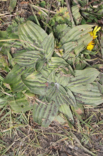 Piantaggine — foto 2 di 9