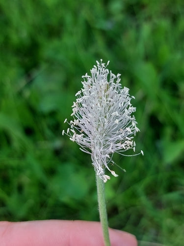 Piantaggine — Bild 2