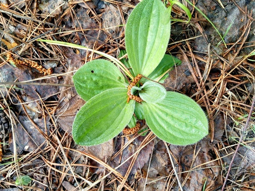 Piantaggine — foto 3 di 9