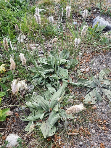 Piantaggine — Bild 4