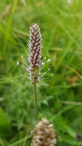 Piantaggine — Bild 5