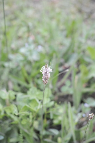 Piantaggine — Bild 3