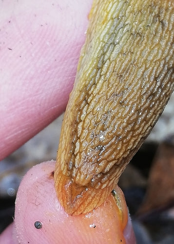 Lumache — Bild 4
