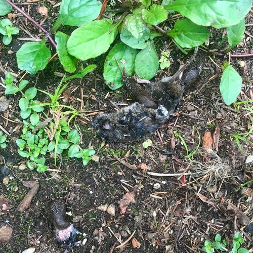 Lumache — Bild 3