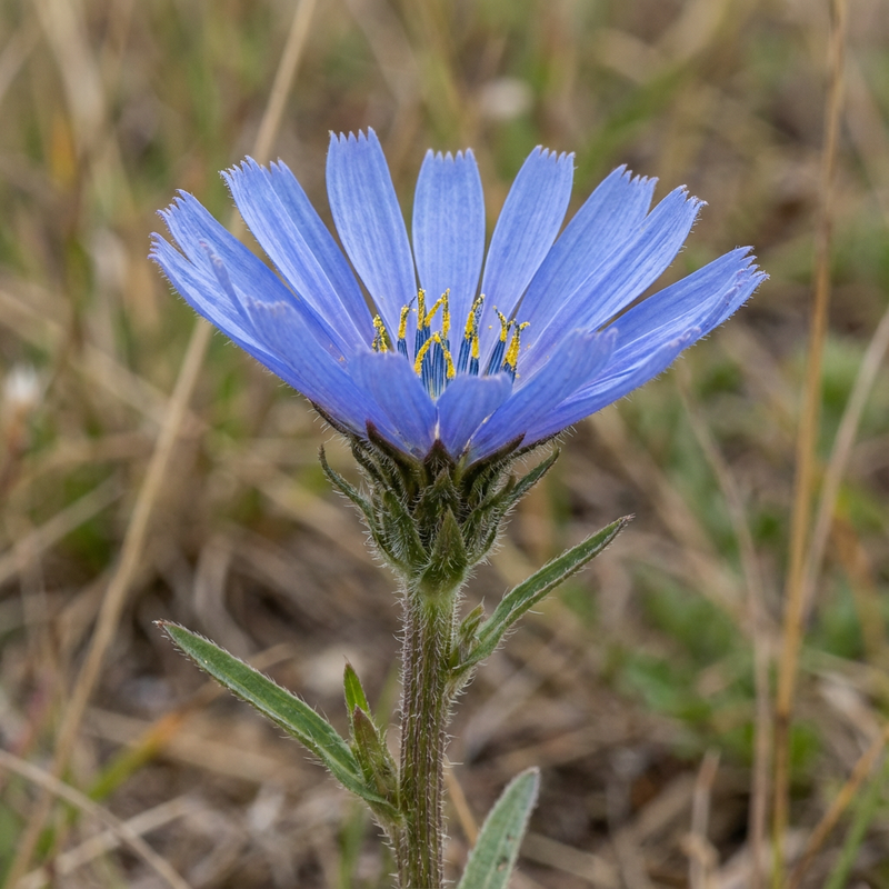 Aspetta