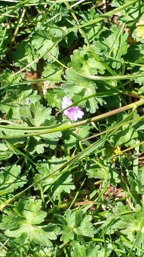 Cranesbill morbido — Bild 2