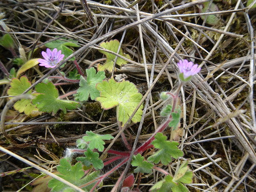 Cranesbill morbido — Bild 4