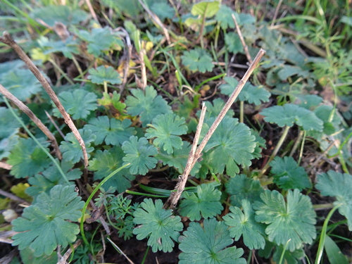 Cranesbill morbido — Bild 3