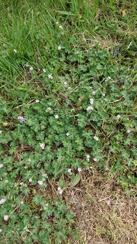 Cranesbill morbido — Bild 5