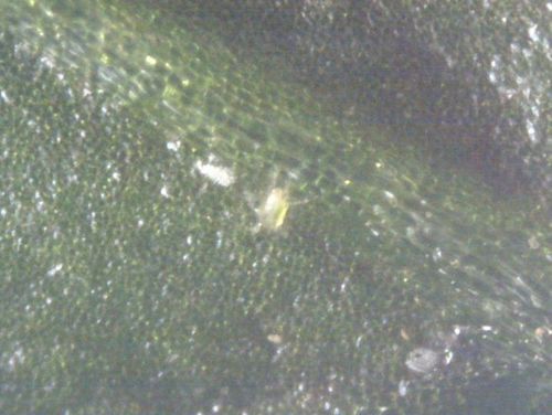 Acari della pelle morbida — Bild 2