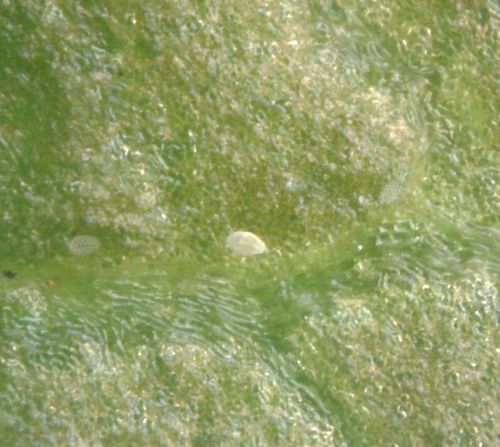 Acari della pelle morbida — Bild 4