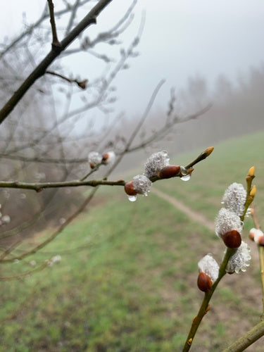 pascolo — Bild 4
