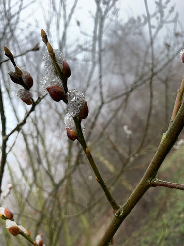 pascolo — Bild 3