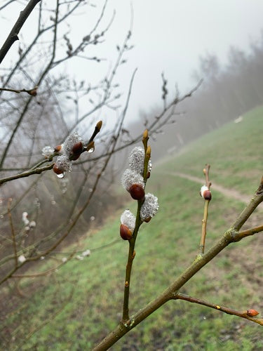 pascolo — Bild 2