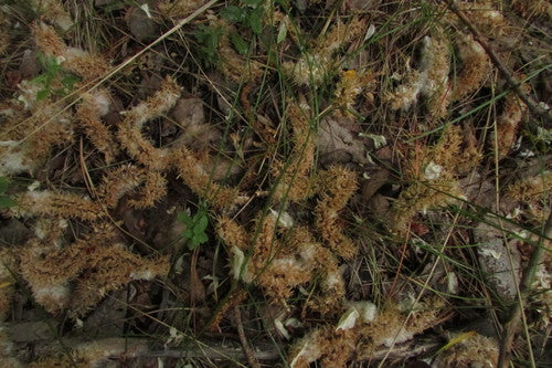 pascolo — Bild 5