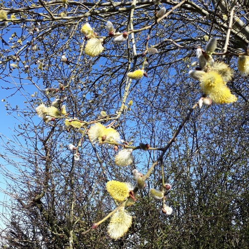 pascolo — foto 5 di 10