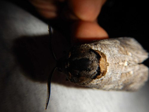 Piralide del salice — Bild 5