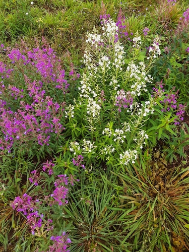Fireweed — Bild 5