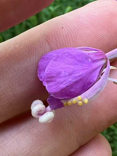 Fireweed — Bild 3