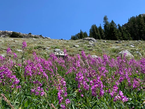 Fireweed — foto 5 di 12