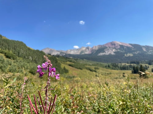 Fireweed — Bild 4