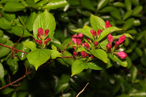 Weigela — Bild 3
