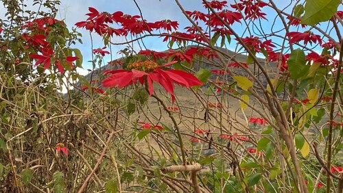 Stella di Natale - Bild 8