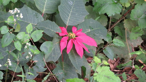 Stella di Natale - Bild 6