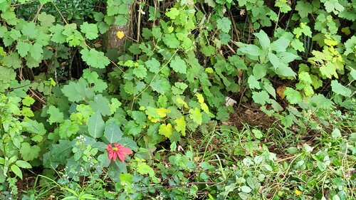 Stella di Natale - Bild 7