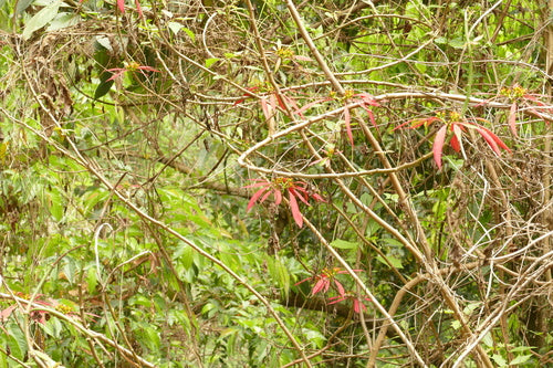 Stella di Natale - Bild 4