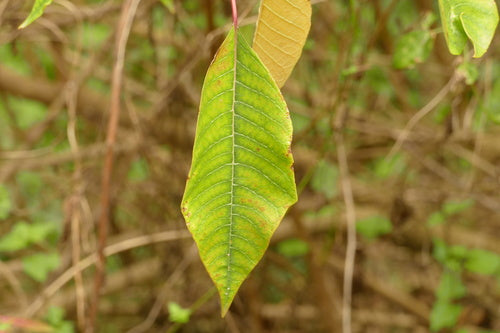 Stella di Natale - Bild 2