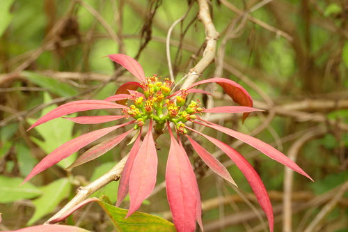 Stella di Natale - Bild 3