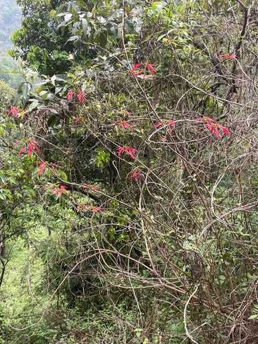 Stella di Natale - Bild 5