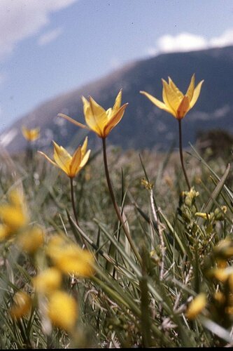 Tulipano di vigneto — Bild 2