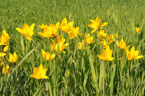 Tulipano di vigneto — Bild 3