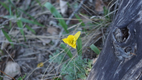 Tulipano di vigneto — Bild 2
