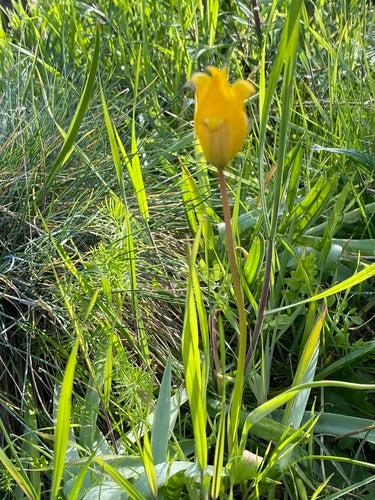 Tulipano di vigneto — Bild 3