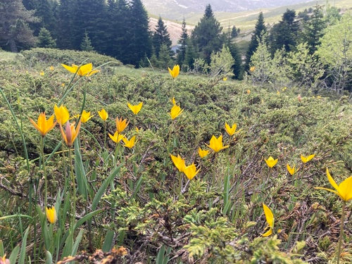 Tulipano di vigneto — Bild 4